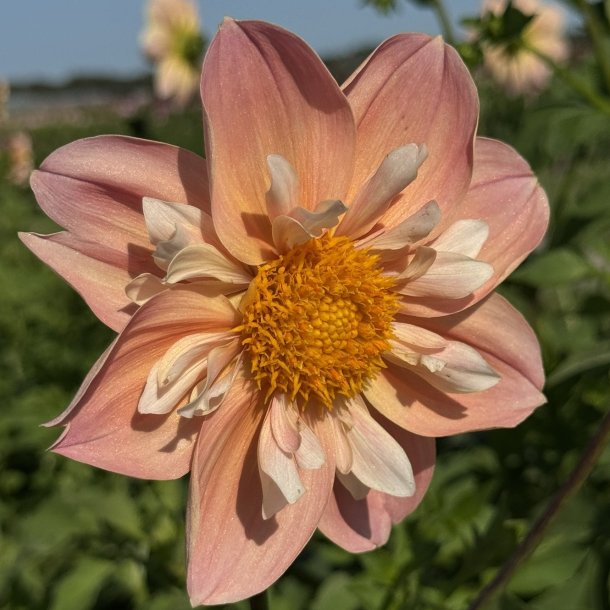 Dahlia FDM's SoJo