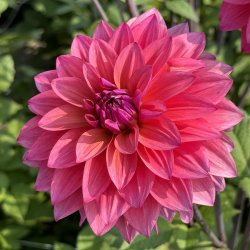 Dahlia Feline Yvonne 