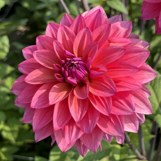 Dahlia Feline Yvonne 