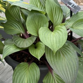 Hosta First Blush