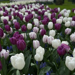 Tulipan Flag mix 45 lg