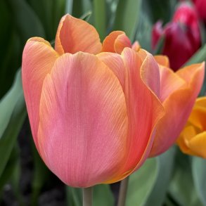 Tulipan Flevo Passion 8 lg