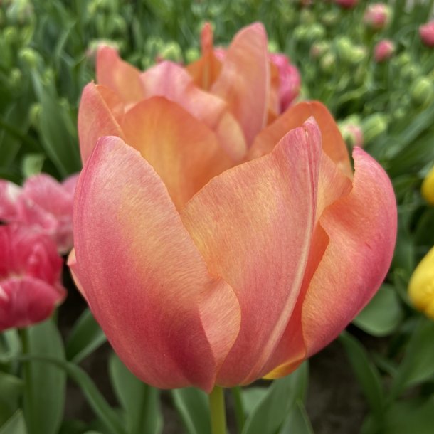 Tulipan Flevo Passion 8 lg