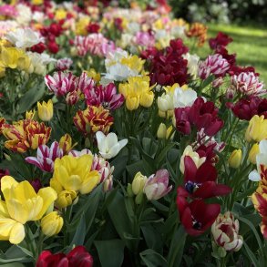 Tulipan Fantasy Club 12 lg