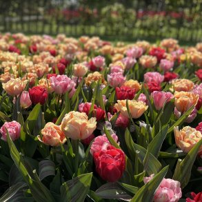 Tulipan Mix Foxtrot Dance 50 lg