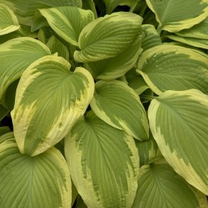 Hosta Fragrant Bouquet