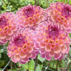 Dahlia Ghislaine