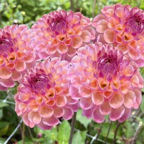 Dahlia Ghislaine