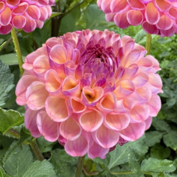 Dahlia Ghislaine