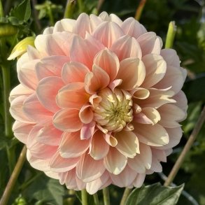 Dahlia Giovanna