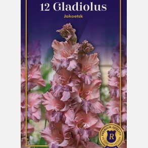 Gladiolus Jakoetsk