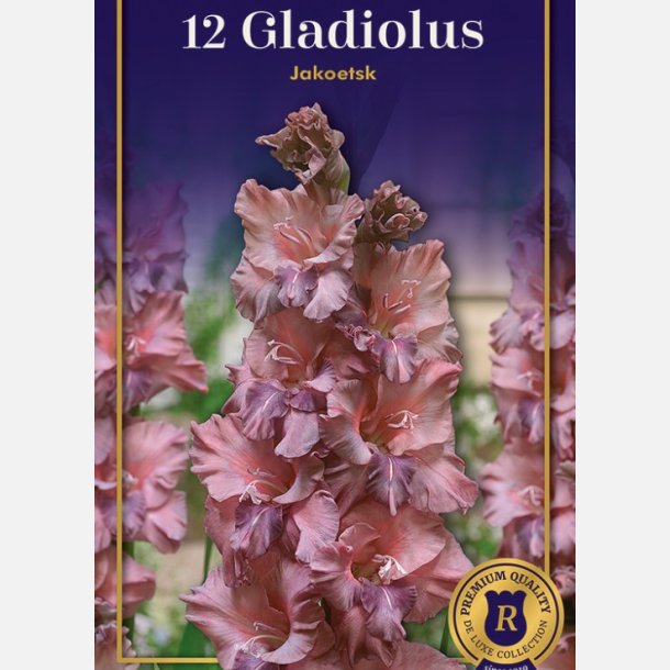 Gladiolus Jakoetsk