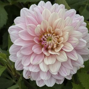 Dahlia Glossy Annika