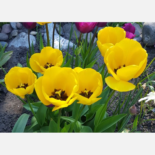 Tulipan Golden Parade 8 lg