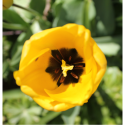 Tulipan Golden Parade 8 lg