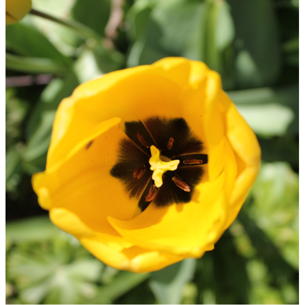 Tulipan Golden Parade 8 lg