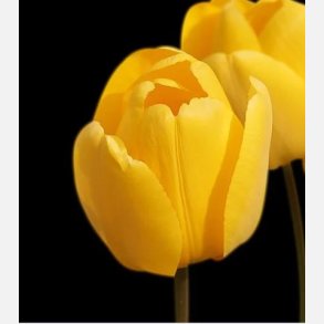 Tulipan Golden Parade 8 lg