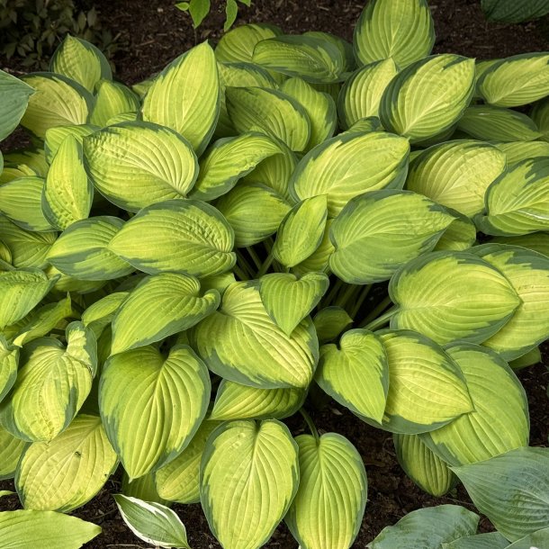 Hosta Golden Standart