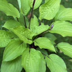 Hosta Goosberry Sundae