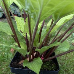 Hosta Goosberry Sundae