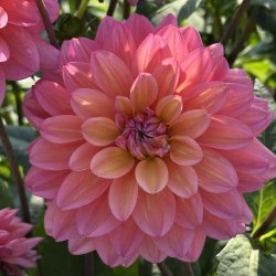 Dahlia Great Silence 