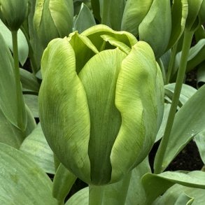 Tulipan Green Power 8 lg