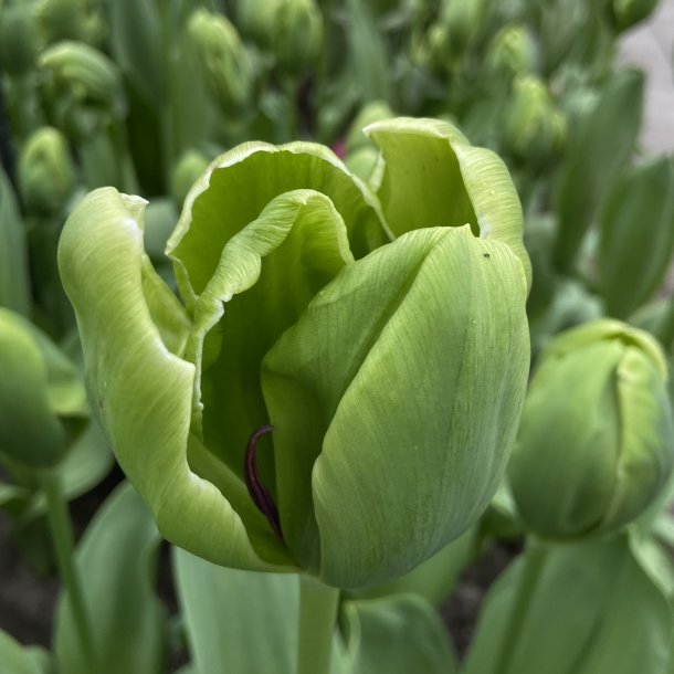 Tulipan Green Power 8 lg