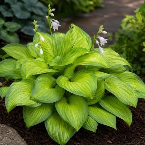 Hosta Guacamole 1 stk