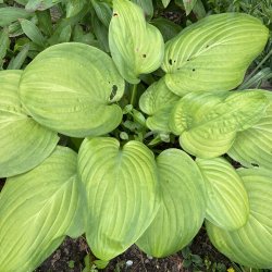 Hosta Guacamole 1 stk
