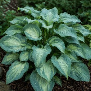 Hosta Guardian Angel 