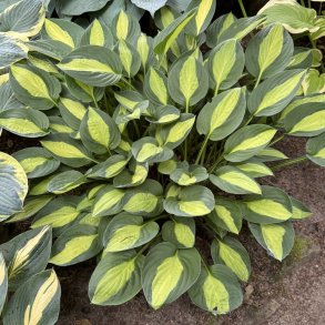 Hosta Gipsy Rose