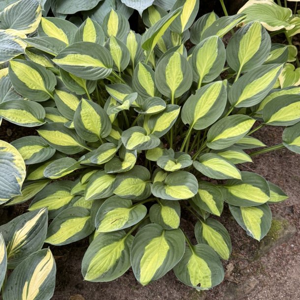 Hosta Gipsy Rose