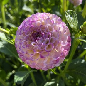 Dahlia Hapet Compo