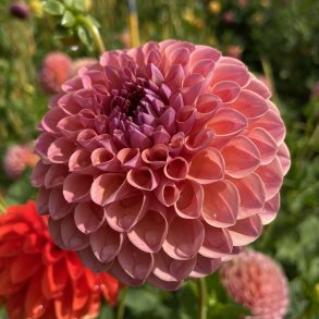 Dahlia Hapet Coppery