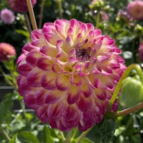 Dahlia Hapet Daydream