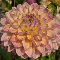 Dahlia Hapet Pastel