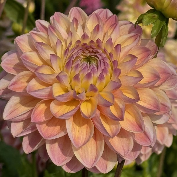 Dahlia Hapet Pastel