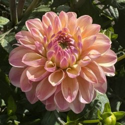 Dahlia Hapet Pastel
