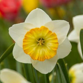 Narcis Happy Smiles 5 l�g