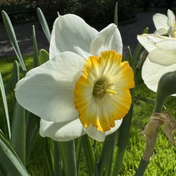 Narcis Happy Smiles 5 l�g