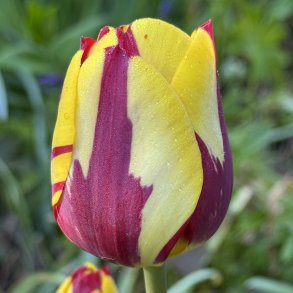 Tulipan Helmar 6 lg
