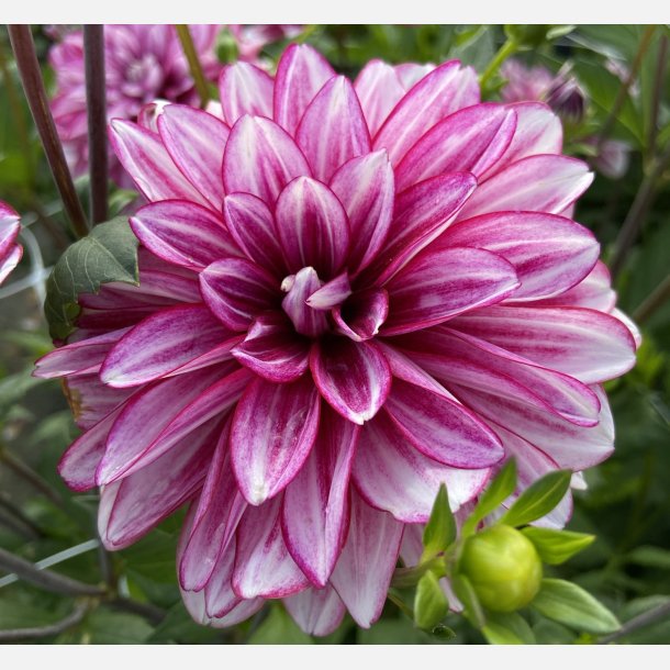 Dahlia Hemisphere