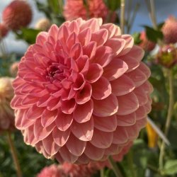 Dahlia Hillcrest Suffusion