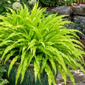 Hosta Party Streamers