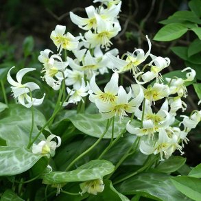 Hundetand White Beauty 4 l�g