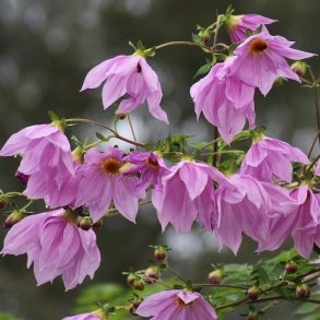 Dahlia Imperialis 
