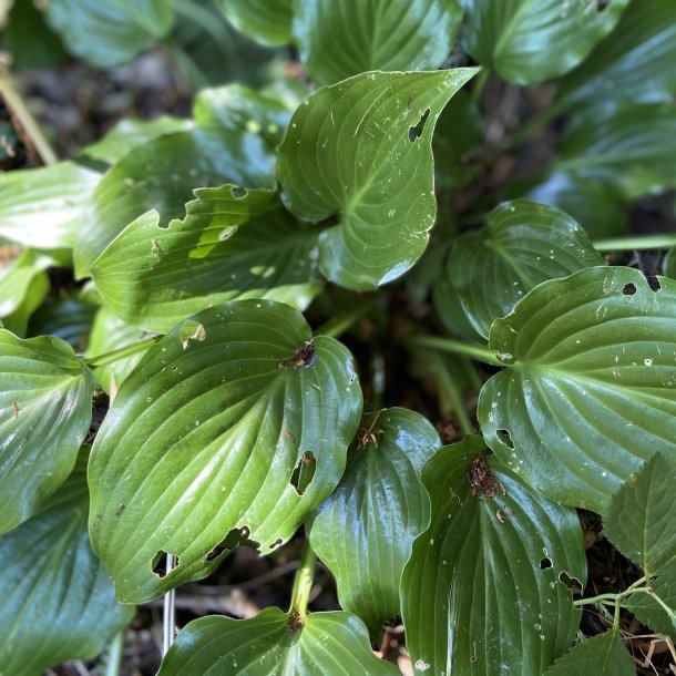 Hosta Invincible