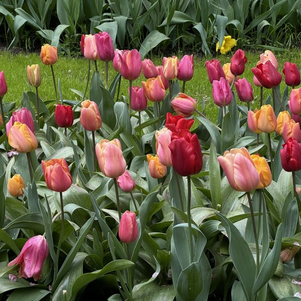 Tulipan Mix Lovely Ladies 50 lg