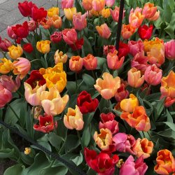 Tulipan Mix Lovely Ladies 50 lg