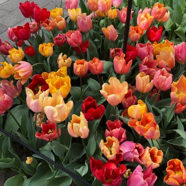 Tulipan Mix Lovely Ladies 50 lg